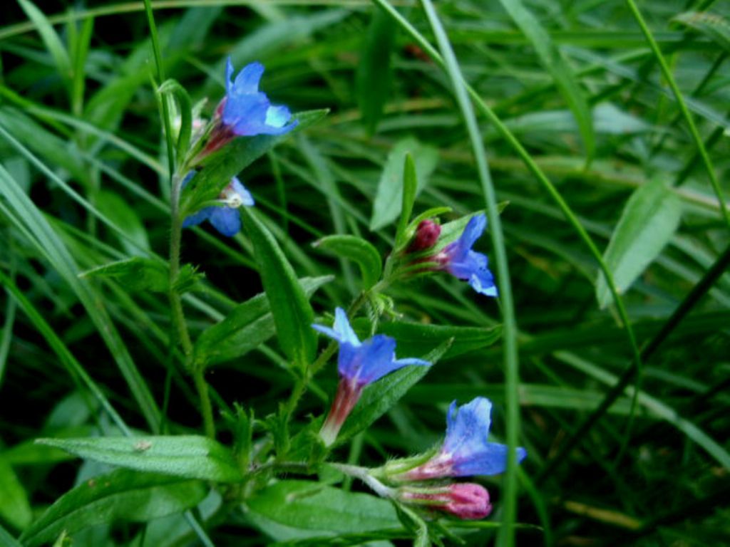 Buglossoides purpurocaerulea